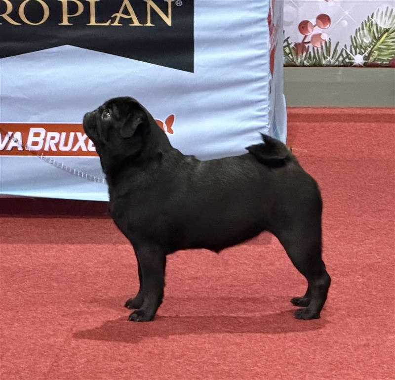 Adeltands Dressed In Black